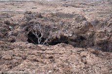 Galapagos-Natur4.jpg